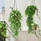 2Pcs Hanging Flower Artificial Vine Hanging Plants Greenery Faux Greenery Artificial Hanging Plants (White)